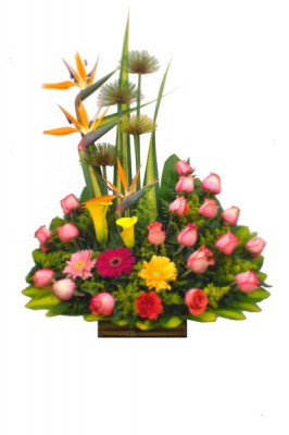 Arreglo Ternura